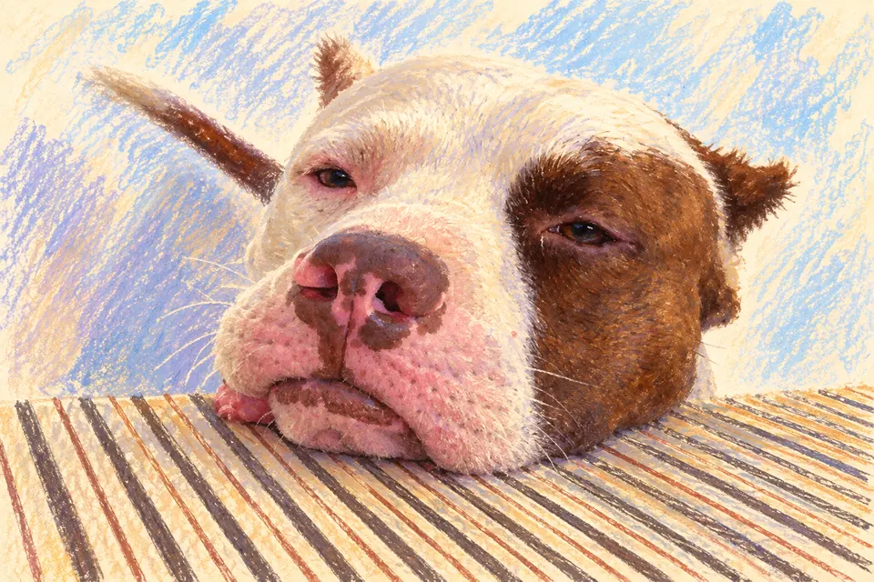 Pastel illustration of Bolt looking up with his chin resting on my striped bed.